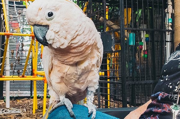 bird