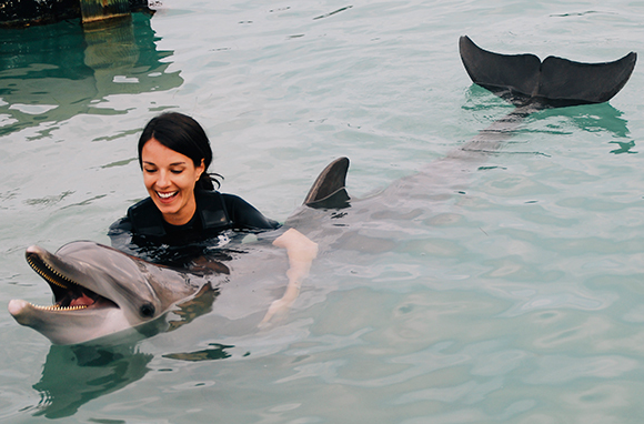 dolphin
